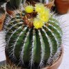 Ferocactus_alamosanus